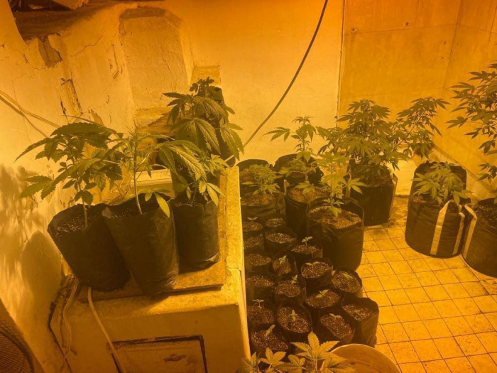 Под Киевом в частном подворье обнаружили плантацию марихуаны.
