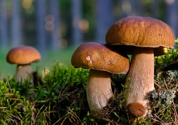 В Киевской области рекомендуют в этом году не собирать грибы. 