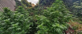Под Киевом в частном дворе обнаружили плантацию марихуаны