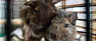 В Киеве в мусорный бак выбросили уникальных животных (фото)