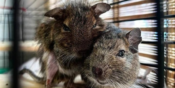 дегу, белка, чилийская белка