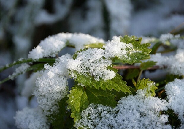 В Киеве завтра ожидается снег, а на следующей неделе - похолодание. 