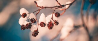 Какая погода будет в Киеве на этой неделе 14-20 ноября