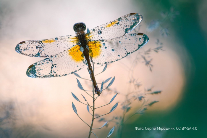 Бабочка, которую сфотографировал Сергей Мельник в Деснянском районе.