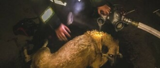 Столичные бойцы ГСЧС спасли из ледяной воды и огня двух собачек
