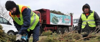 Где в Киеве можно сдать елку на утилизацию: список локаций