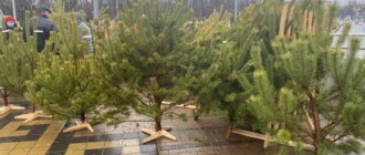 Сколько будут стоить елки и сосны на официальных городских базарах