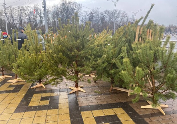 Сколько будут стоить елки и сосны на официальных городских базарах.