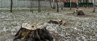 Возле "Житомирской" срезали три самые большие сосны в Киеве