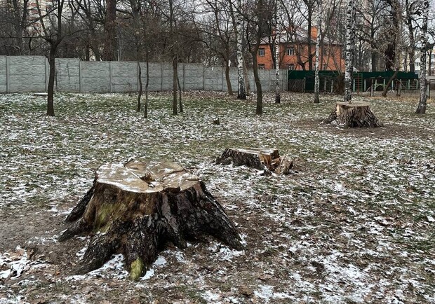 Возле "Житомирской" срезали три самые большие сосны в Киеве. 