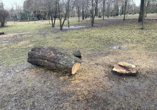В парке Отрадный вырубили десятки деревьев - фото. 