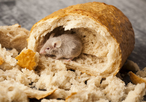 Случай с мертвой мышью в хлебе: что при проверке выяснила Госпродпотребслужба. 