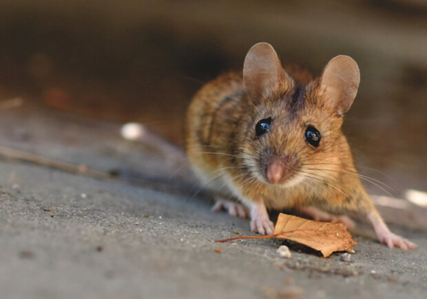 Киевлянин нашел в хлебе мышь. Фото: pixabay