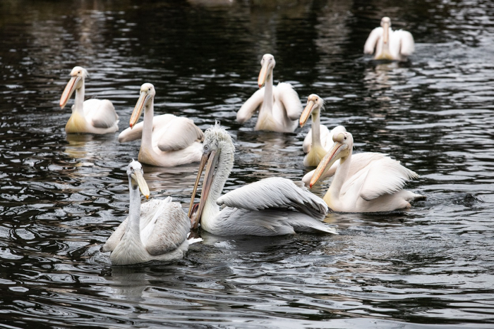 В Киевском зоопарке выпустили на воду семью пеликанов.