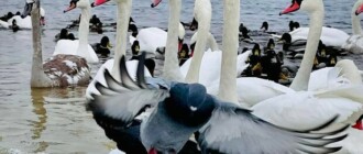 В киевском парке заметили стаи красивых птиц - ФОТО
