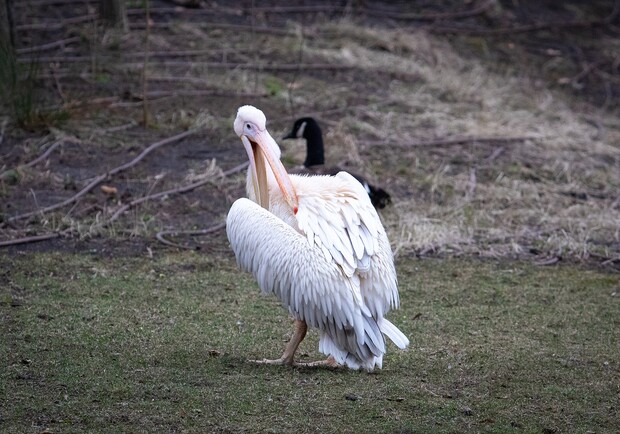 В Киевском зоопарке выпустили на воду семью пеликанов: фото. 