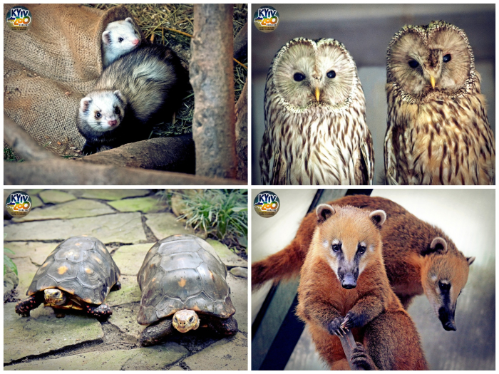 В Киевском зоопарке создали 19 новых пар -