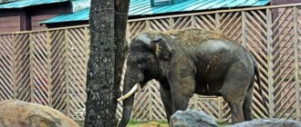 Киевский зоопарк приглашает всех желающих на показательное кормление слона: детали