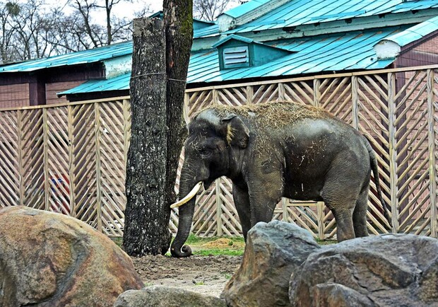 Киевский зоопарк приглашает всех желающих на показательное кормление слона. 