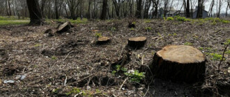 В "Киевзеленбуде" опровергли информацию о незаконной вырубке деревьев на Оболони