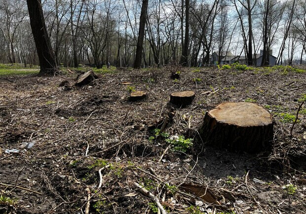В "Киевзеленбуде" опровергли информацию о незаконной вырубке деревьев на Оболони. 