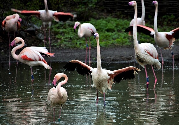 В Киевском зоопарке приглашают посмотреть на розовые фламинго. 