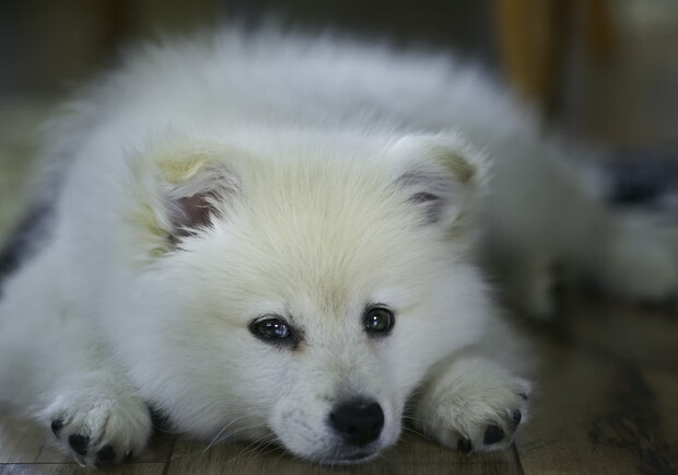 В Киевской области щенок умер во время посещения груминг-салона. 