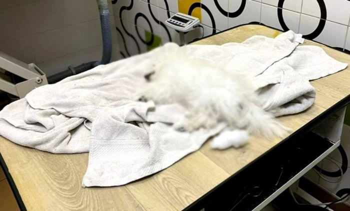 В Киевской области щенок умер во время посещения груминг-салона.