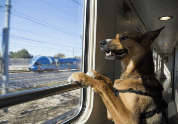 В УЗ напомнили правила перевозки домашних животных в поездах: инструкция. 