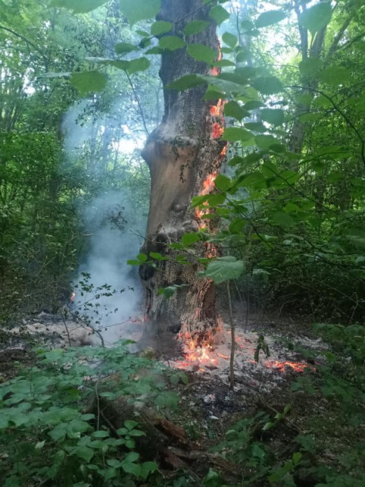 В Киеве в Голосеевском национальном парке кто-то поджег дубы.