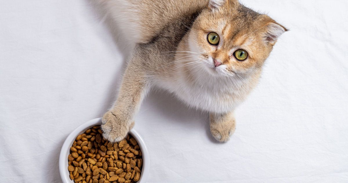 Смакові уподобання кішок та деякі особливості вибору котячого корму