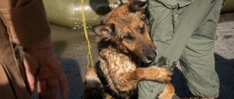 Киевлян просят взять домой спасенных из Херсона животных: как это сделать