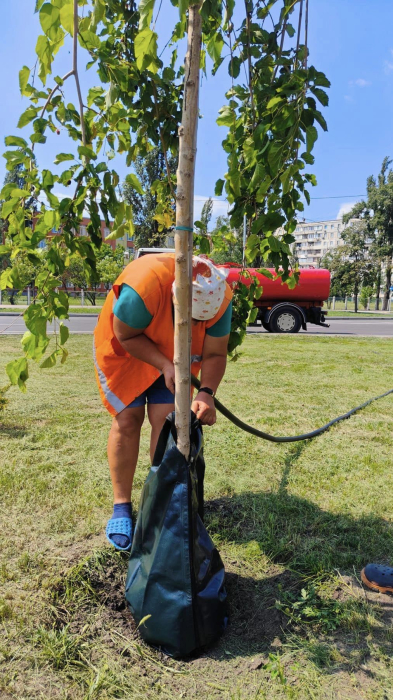 В Киеве впервые применили инновационный способ полива деревьев -