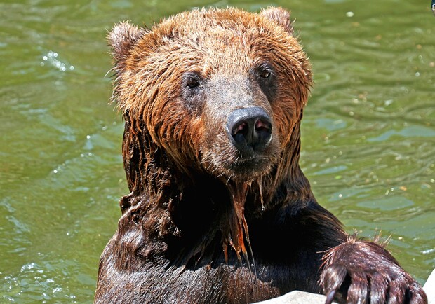 В зоопарке Киева показали, как животные там спасаются от жары - фото. 