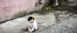 В Соломенском районе Киева раскидали отраву для бездомных котов