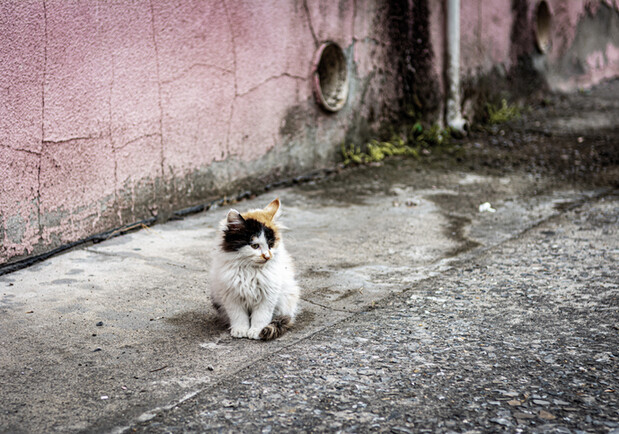 В Соломенском районе Киева раскидали отраву для бездомных котов -