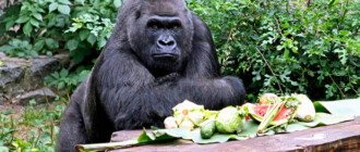 Единственной горилле в Украине исполнилось 49 лет