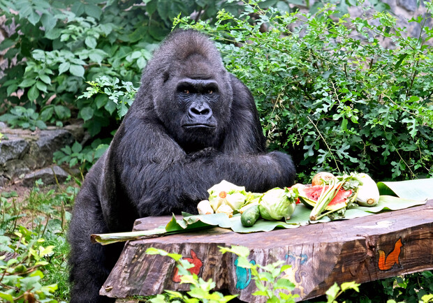 Единой горилле Украины исполнилось 49 лет - 