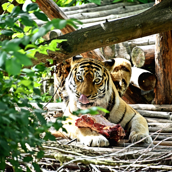 В Киевском зоопарке празднуют День рождения тигров -