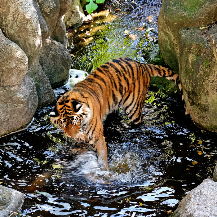 В Киевском зоопарке празднуют День рождения тигров -