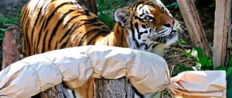 В Киевском зоопарке празднуют День рождения тигров