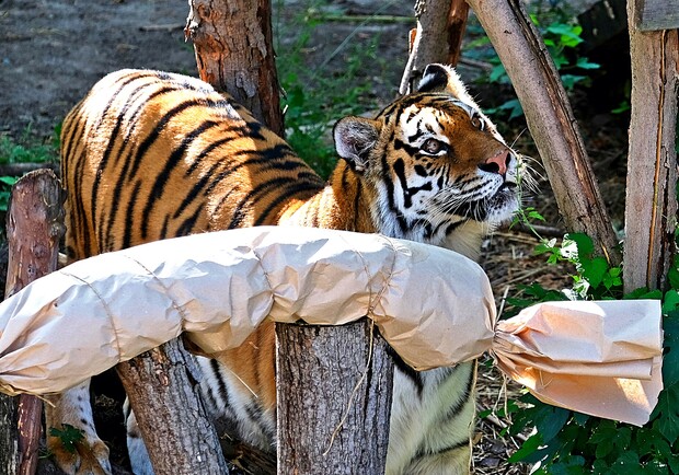 В Киевском зоопарке празднуют День рождения тигров - 