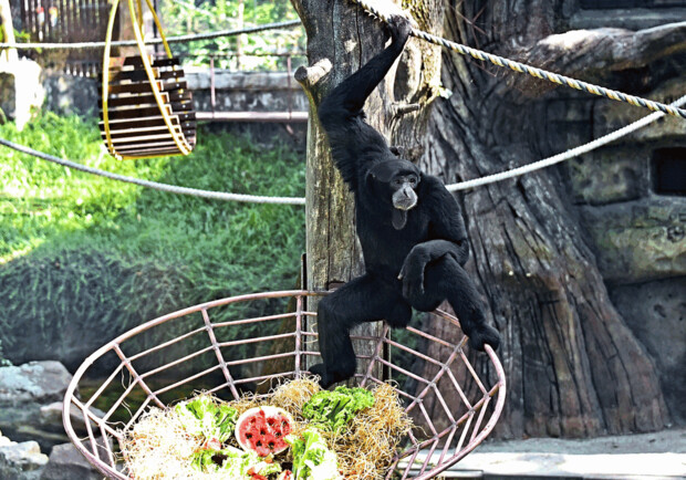 В зоопарке Киева животных начали кормить арбузами - фото. 