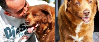 Умерла самая старая собака в мире: пес прожил 31 год