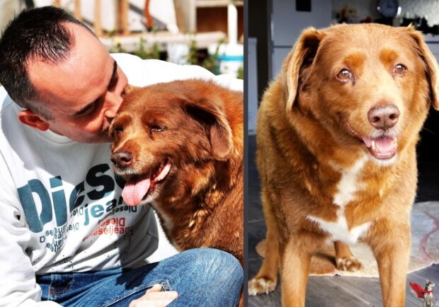 Умерла самая старая собака в мире: пес прожил 31 год - фото: facebook.com/doctor.karen.becker