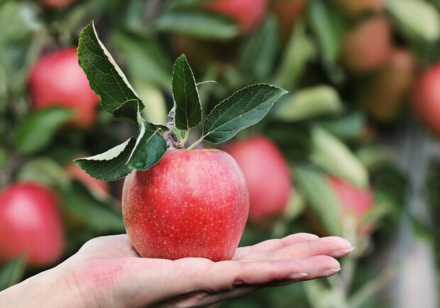 Продуктовые ярмарки в Киеве 28-29 октября: адреса. 