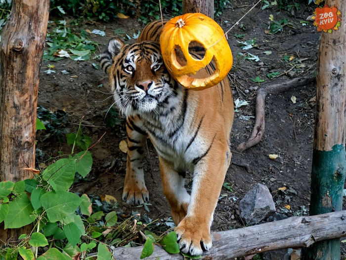 Фото: zoo.kyiv.ua