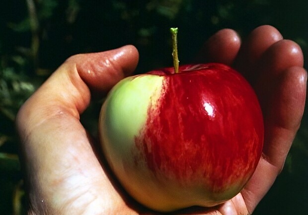 Где на этих выходных в Киеве пройдут продуктовые ярмарки. Адреса. 