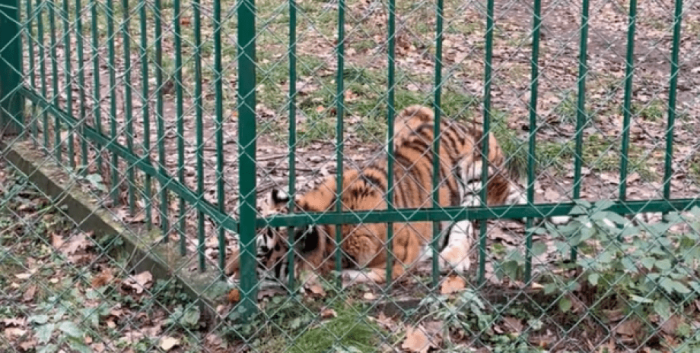 Тигрца Тигрюля, тигрийа, тигр, дикое животное, тигрица киев, тигрица украина