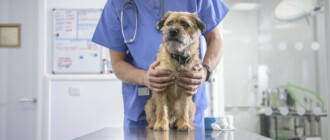 В Украине заработает государственный реестр домашних животных: что это значит